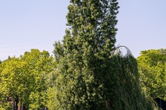 T0A8560