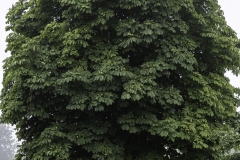 MG_9644